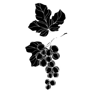 Vector Grape Berry sağlıklı yemek. Siyah beyaz işlemeli mürekkep sanatı. İzole edilmiş üzüm örnekleme elementi.