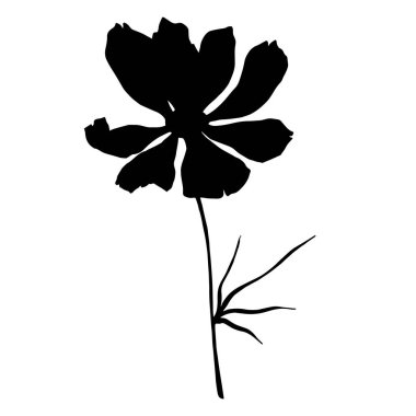 Vektör Cosmos çiçek botanik çiçekler. Siyah ve beyaz oyulmuş mürekkep sanatı. Yalıtılmış cosmea illüstrasyon öğesi.