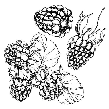 Vektör Blackberry sağlıklı gıda. Siyah ve beyaz oyulmuş mürekkep sanatı. İzole berry illüstrasyon elemanı.