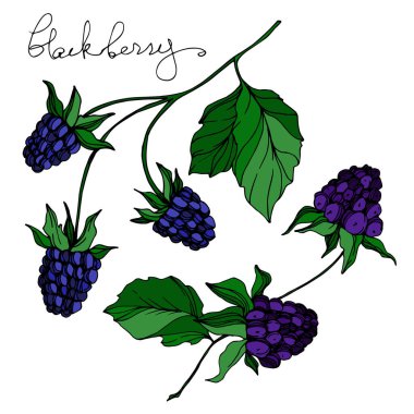 Vektör Blackberry sağlıklı gıda. Siyah ve beyaz oyulmuş mürekkep sanatı. İzole berry illüstrasyon elemanı.