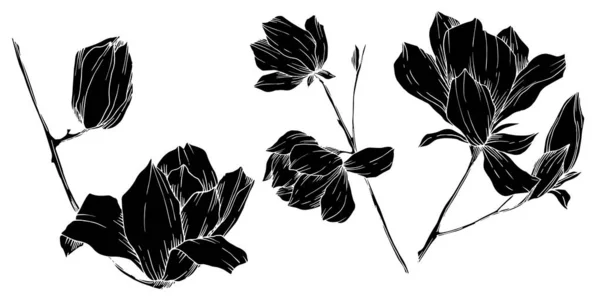 Vektor Magnolia bunga botani. Seni tinta berukiran hitam dan putih. Unsur ilustrasi magnolia yang terisolasi . - Stok Vektor