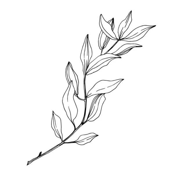 Vektor Eukaliptuszfa levelek. Fekete-fehér vésett tinta művészet. Izolált eukaliptusz illusztrációs elem. — Stock Vector