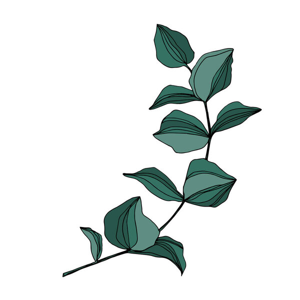 Vector Eucalyptus tree leaves. Black and white engraved ink art. Isolated eucalyptus illustration element.