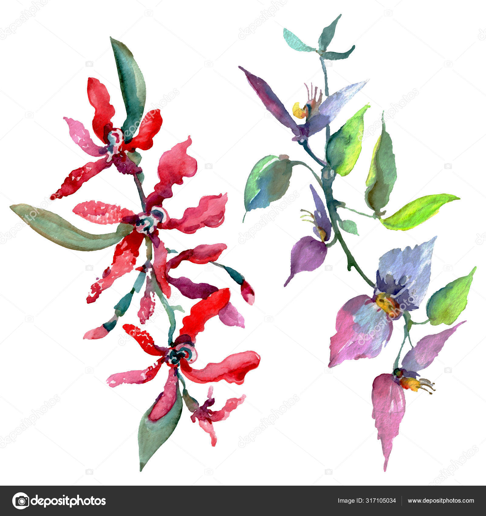 花束花卉植物花 水彩背景插图集 隔离花束插图元件 图库照片 C Mystocks 花束花卉植物花 水彩背景插图集 隔离花束插图元件 图库照片 C Mystocks