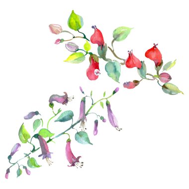 Buket çiçek botanik çiçekler. Suluboya arka plan illüstrasyon seti. İzole buketleri illüstrasyon elemanı.