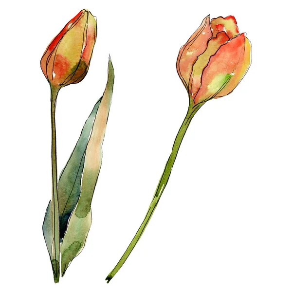 Tulipano fiori botanici floreali. Acquerello sfondo illustrazione set. Elemento di illustrazione tulipani isolati . — Foto Stock