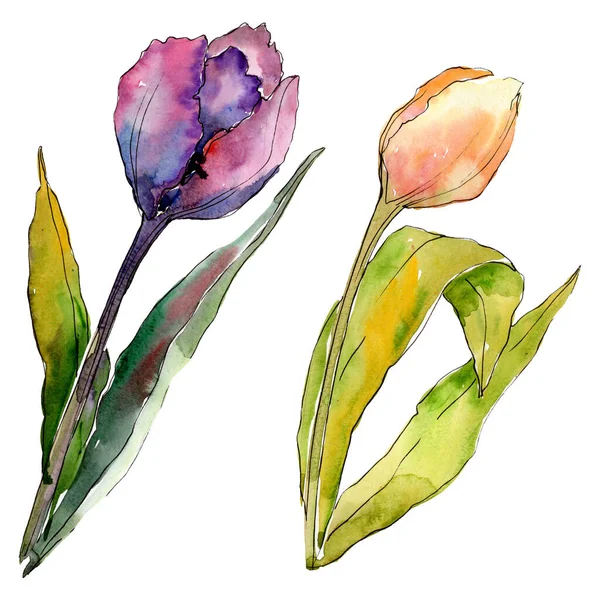Tulipán květinové botanické květy. Vodný obrázek pozadí-barevný. Izolované tulipány prvek ilustrace. — Stock fotografie