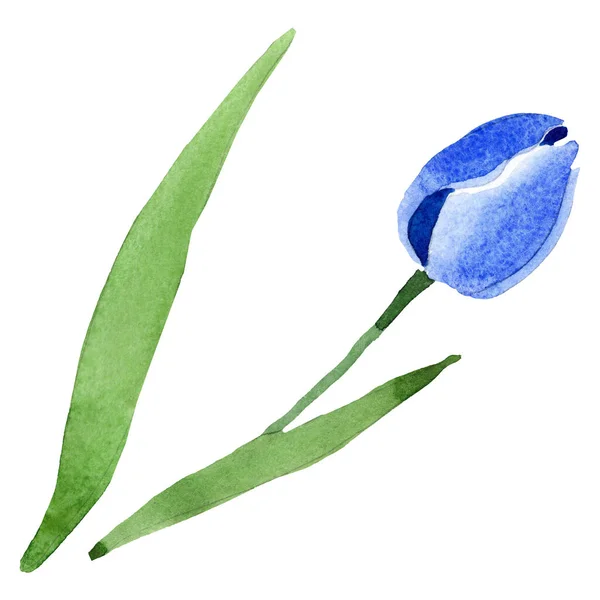 Blue tulip floral botanical flowers. Watercolor background illustration set. Isolated tulips illustration element. — Stock Photo, Image