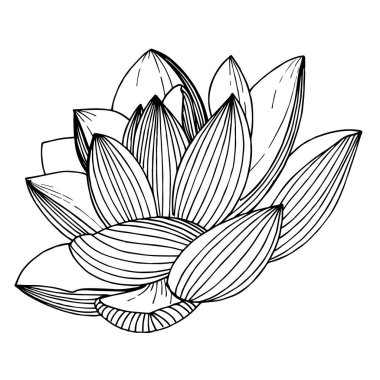 Vektör Lotus çiçek botanik çiçek. Siyah ve beyaz oyulmuş mürekkep sanatı. İzole lotus illüstrasyon elemanı.