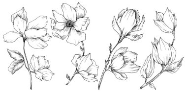 Vektör Magnolia çiçek botanik çiçekleri. Siyah beyaz işlemeli mürekkep sanatı. İzole edilmiş manolya illüstrasyon ögesi.
