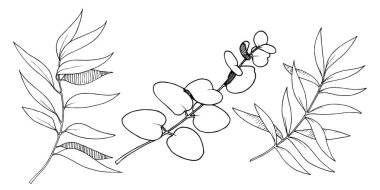 Vektör Okaliptüs daldan ayrılıyor. Siyah beyaz işlemeli mürekkep sanatı. İzole edilmiş dallar illüstrasyon ögesi.