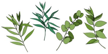 Vektör Okaliptüs daldan ayrılıyor. Siyah beyaz işlemeli mürekkep sanatı. İzole edilmiş dallar illüstrasyon ögesi.