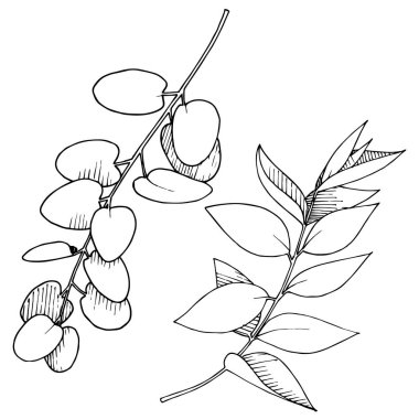 Vektör Okaliptüs daldan ayrılıyor. Siyah beyaz işlemeli mürekkep sanatı. İzole edilmiş dallar illüstrasyon ögesi.