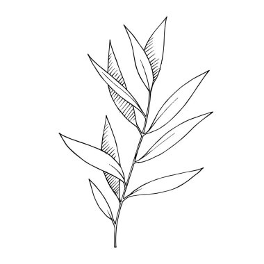 Vektör Okaliptüs daldan ayrılıyor. Siyah beyaz işlemeli mürekkep sanatı. İzole edilmiş dallar illüstrasyon ögesi.