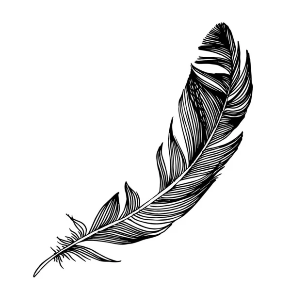 Vector bird feather from wing isolated. Black and white engraved ink art. Isolated feathers illustration element. — Stock Vector