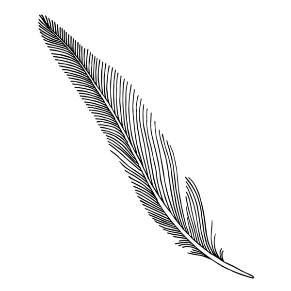 Pluma de ave vectorial del ala aislada. Tinta grabada en blanco y negro. Elemento ilustrativo plumas aisladas. — Archivo Imágenes Vectoriales