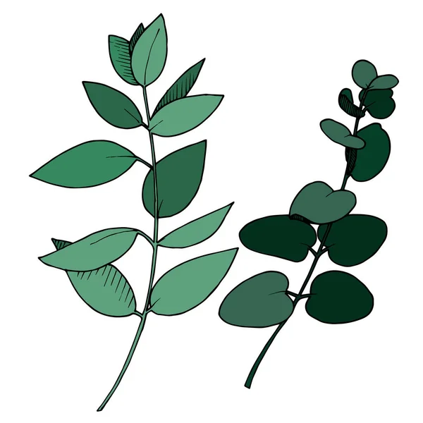 Vektor Eucalyptus blad gren. Svart och vit graverad bläckkonst. Enskilda grenar illustrationselement. — Stock vektor