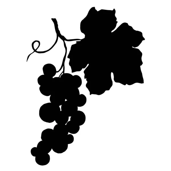 Vector Druivenbes gezond voedsel. Zwart-wit gegraveerde inktkunst. Geïsoleerde illustratie van druiven. — Stockvector