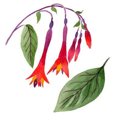 Kırmızı fuşya çiçek botanik çiçekleri. Suluboya arka plan seti. İzole fuşya illüstrasyon elemanı.