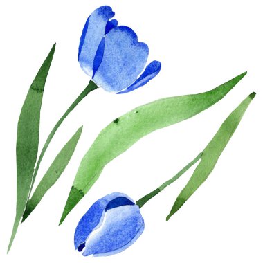Mavi lale çiçek botanik çiçekleri. Suluboya arka plan illüstrasyon seti. İzole laleler illüstrasyon elemanı.