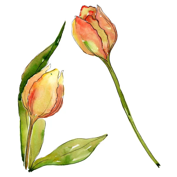 Tulipán květinové botanické květy. Vodný obrázek pozadí-barevný. Izolované tulipány prvek ilustrace. — Stock fotografie
