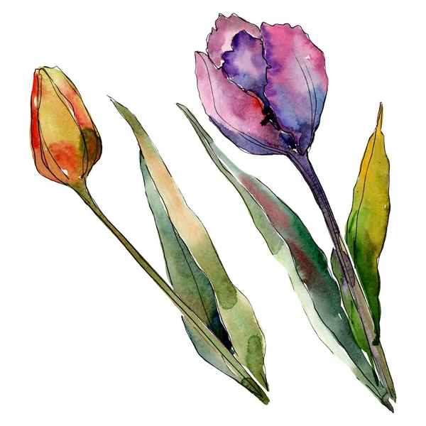 Tulipán flores botánicas florales. Conjunto de ilustración de fondo acuarela. Elemento ilustrativo de tulipanes aislados . — Foto de Stock