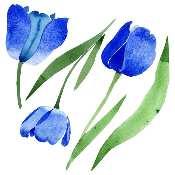 Блакитний тюльпан квіткові ботанічні квіти. Набір ілюстрацій для акварельного фону. Ізольовані тюльпани елемент ілюстрації . — стокове фото