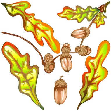 Sonbahar sarı meşe yaprakları ve meşe palamudu. Yaprak bitkisi, botanik bahçesi çiçek yaprakları..