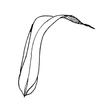 Çimenlerin vektör sapı. Siyah beyaz işlemeli mürekkep sanatı. İzole buğday illüstrasyon elementi.