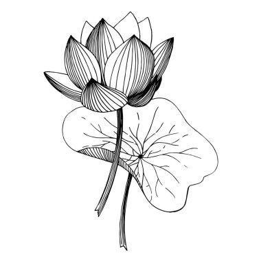 Vektör Lotus çiçek botanik çiçek. Siyah ve beyaz oyulmuş mürekkep sanatı. İzole lotus illüstrasyon elemanı.