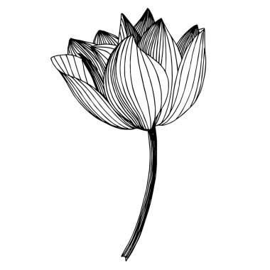 Vektör Lotus çiçek botanik çiçek. Siyah ve beyaz oyulmuş mürekkep sanatı. İzole lotus illüstrasyon elemanı.