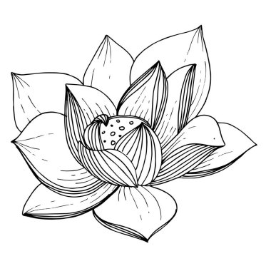 Vektör Lotus çiçek botanik çiçek. Siyah ve beyaz oyulmuş mürekkep sanatı. İzole lotus illüstrasyon elemanı.
