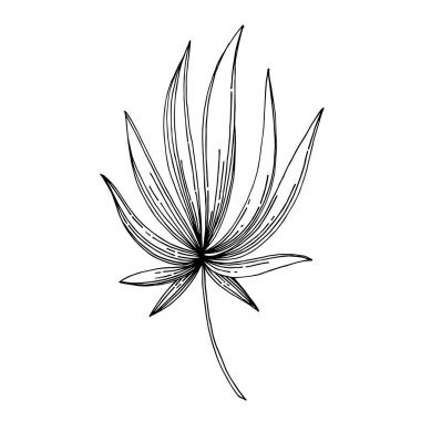 Vector Egzotik Hawaii yazı. Siyah beyaz işlemeli mürekkep sanatı. İzole edilmiş yapraklar illüstrasyon ögesi.