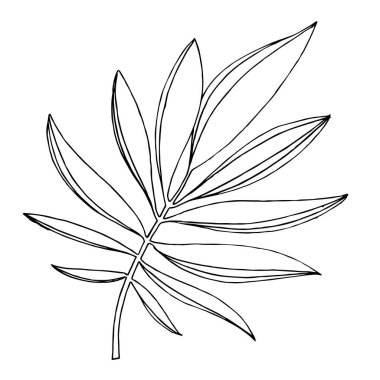 Vector Egzotik Hawaii yazı. Siyah beyaz işlemeli mürekkep sanatı. İzole edilmiş yapraklar illüstrasyon ögesi.