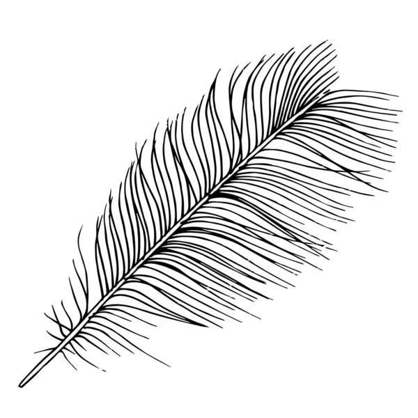 Pluma de ave vectorial del ala aislada. Tinta grabada en blanco y negro. Elemento de ilustración de plumas aisladas . — Archivo Imágenes Vectoriales