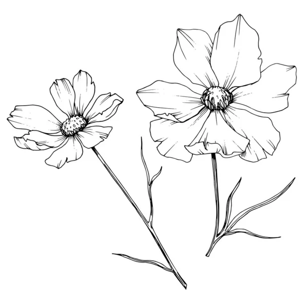 Vektorové Kosmos květinové botanické květy. Černé a bílé ryté inkoustem. Izolovaný ilustrací prvek kosmea. — Stockový vektor