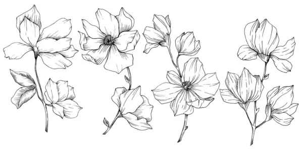 Vector Magnolia flores botánicas florales. Tinta grabada en blanco y negro. Elemento ilustrativo de magnolia aislada . — Vector de stock