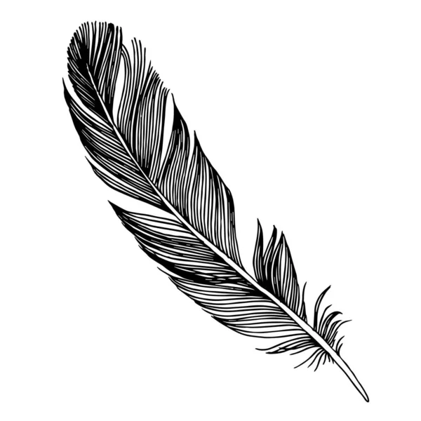 Piuma di uccello vettore dall'ala isolata. Inchiostro inciso in bianco e nero art. Elemento di illustrazione delle piume isolate. — Vettoriale Stock