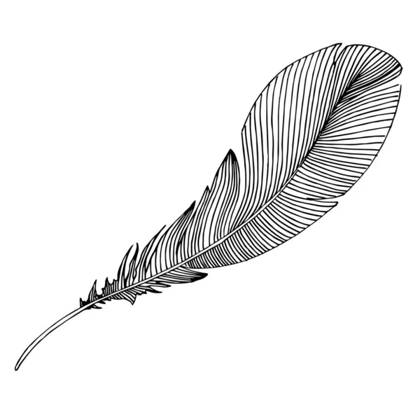 Vector bird feather from wing isolated. Black and white engraved ink art. Isolated feathers illustration element. — Stock Vector