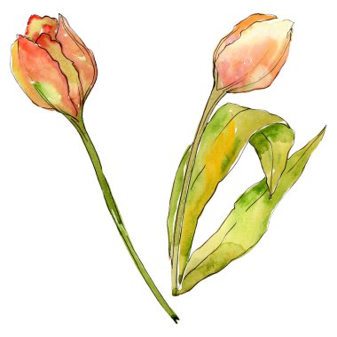 Lale çiçek botanik çiçekleri. Suluboya arka plan illüstrasyon seti. İzole laleler illüstrasyon elemanı.