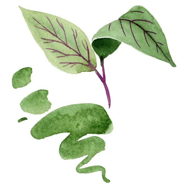 푸치시아 그린 잎은 식물학적 인 꽃을 피운다. 수채 색 배경 설정. 분리 된 푸 치아 삽화 요소. — 스톡 사진