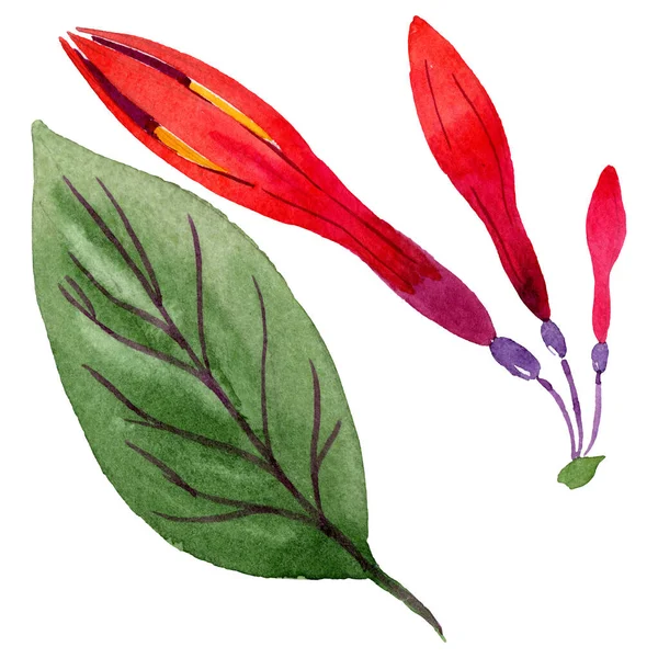 赤フクシア花の植物の花。水彩画の背景セット。分離フクシアイラスト要素. — ストック写真
