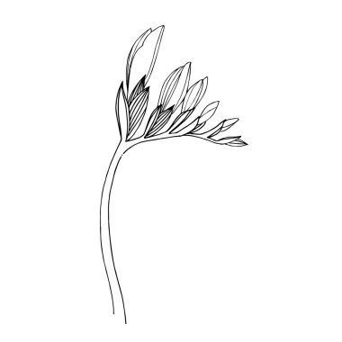 Vektör Freesia çiçekli botanik çiçeği. Siyah beyaz işlemeli mürekkep sanatı. İzole edilmiş frezya illüstrasyon ögesi.