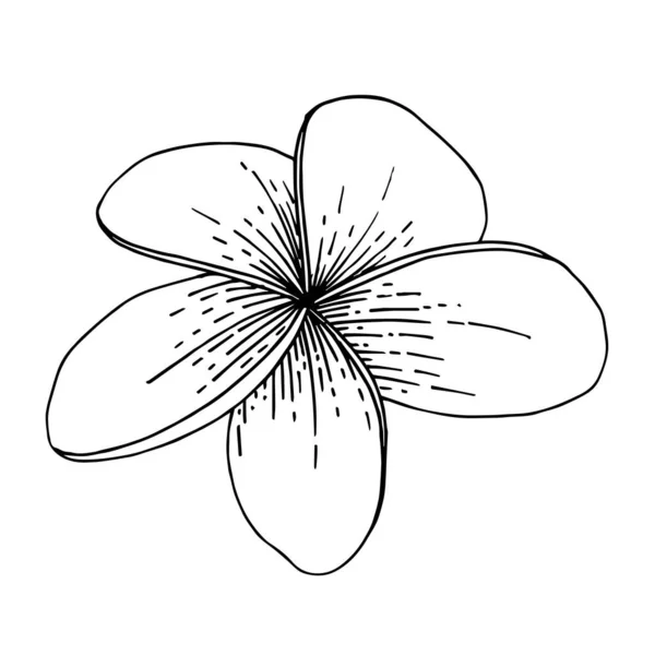 Wektor Egzotyczny tropikalny hawajski letni kwiat. Czarno-biała grawerowana sztuka tuszu. Izolowane kwiaty element ilustracji. — Wektor stockowy