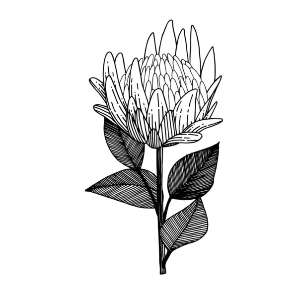 Векторный экзотический тропический гавайский летний цветок. Черно-белый рисунок чернил. Изолированный элемент иллюстрации цветов . — стоковый вектор