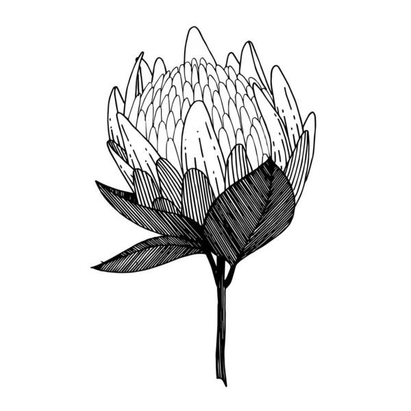 Vector Egzotik Tropikal Hawaii yaz çiçeği. Siyah beyaz işlemeli mürekkep sanatı. Ayrı çiçek illüstrasyon ögesi. — Stok Vektör
