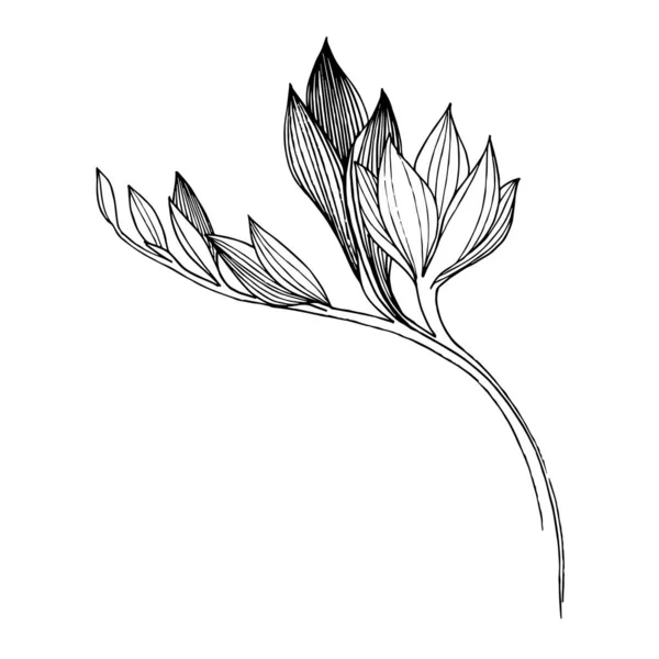 Vektör Freesia çiçekli botanik çiçeği. Siyah beyaz işlemeli mürekkep sanatı. İzole edilmiş frezya illüstrasyon ögesi. — Stok Vektör