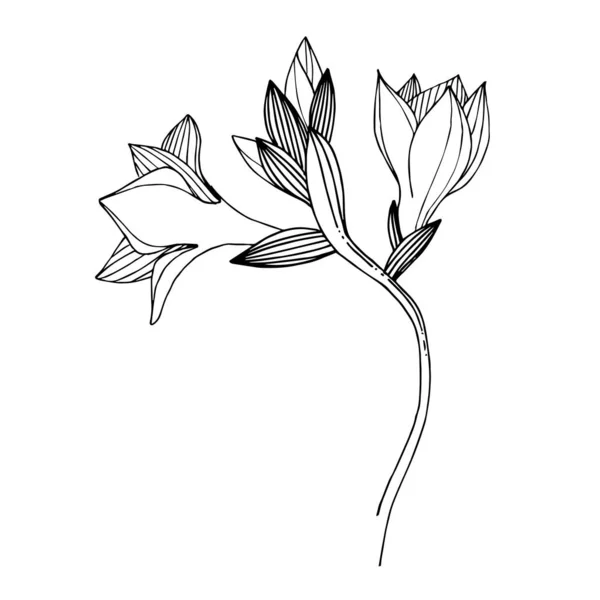 Вектор Фрезія квітка ботанічна. Чорно-біле гравірування чорнила. Ізольований елемент ілюстрації фрезії . — стоковий вектор