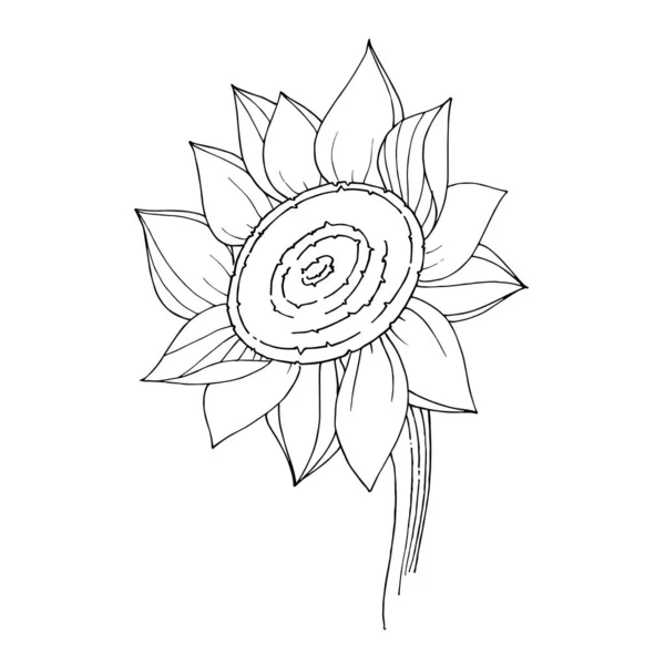 Векторна квітка соняшнику. Чорно-біле гравірування чорнила. Ізольований елемент ілюстрації соняшників . — стоковий вектор