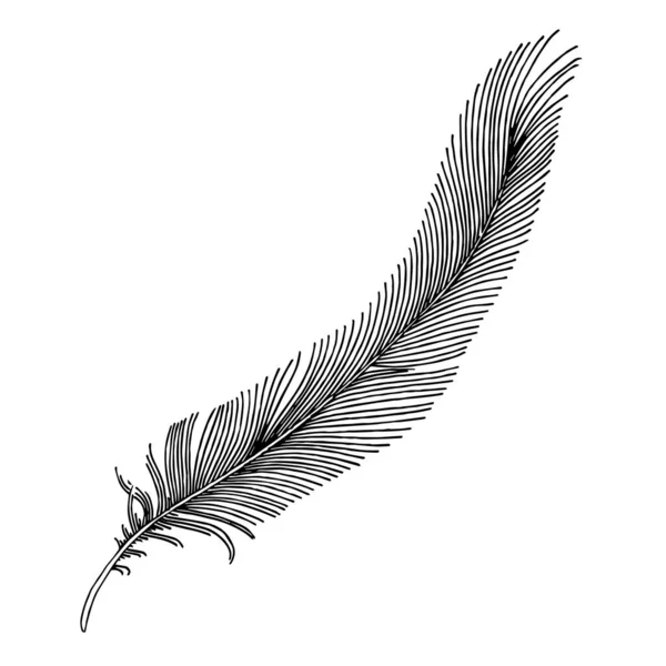 Vector bird feather from wing isolated. Black and white engraved ink art. Isolated feathers illustration element. — Stock Vector